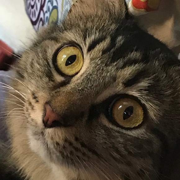 Meet your Posher, Britt - Picture 1 of 1